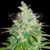 Afghan Kush x Black Domina WorldOfSeeds