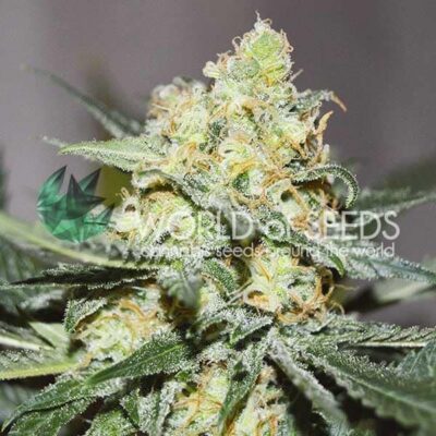 Afghan Kush x Skunk WorldOfSeeds