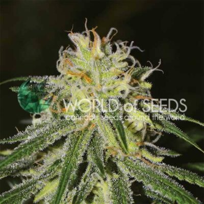 Amnesia WorldOfSeeds