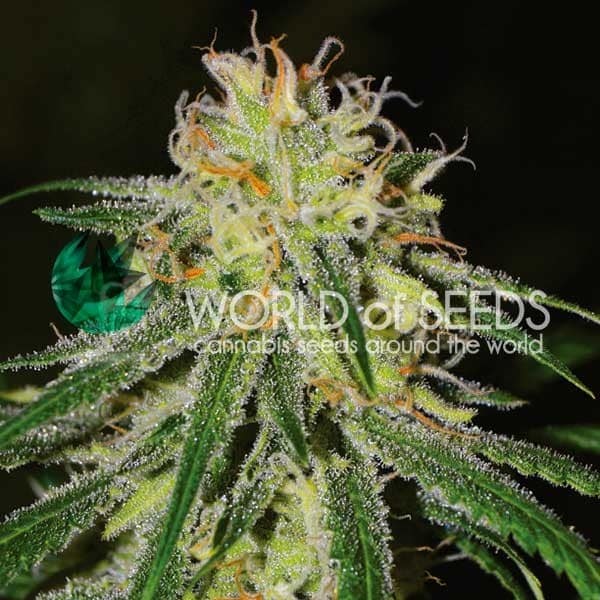 Amnesia Early Version WorldOfSeeds