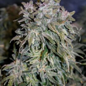 Amnesia Haze Auto Royal Queen Seeds