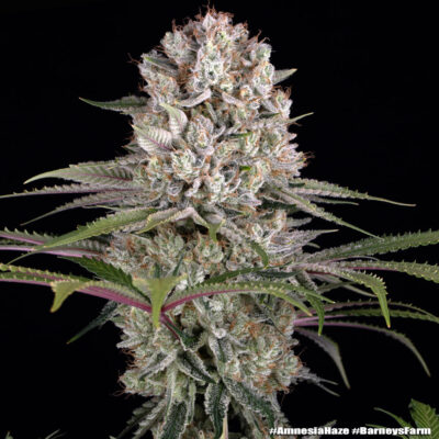 Amnesia Haze Barneys Farm Seeds