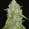 Amnesia Haze Auto Fast Buds Seeds
