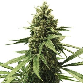 Apple Fritter Royal Queen Seeds
