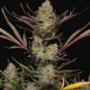 Apple Strudel Auto Fast Buds Seeds