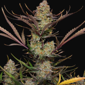 Apple Strudel Auto Fast Buds Seeds