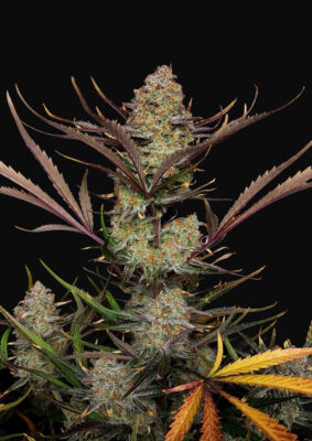 Apple Strudel Auto Fast Buds Seeds