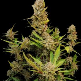 Apricot Auto Fast Buds Seeds