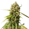 Elephant Auto SuperSativaSeedClub