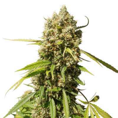 Elephant Auto SuperSativaSeedClub