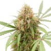 AK Triple Haze Auto SuperSativaSeedClub