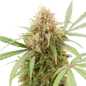 AK Triple Haze Auto SuperSativaSeedClub