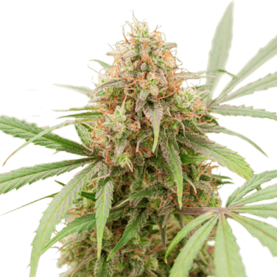 AK Triple Haze Auto SuperSativaSeedClub