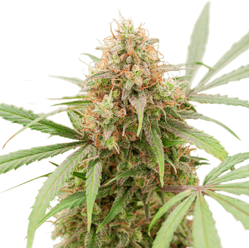 AK Triple Haze Auto SuperSativaSeedClub