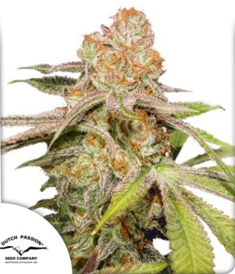 MAC #1 Auto Dutch Passion Seeds