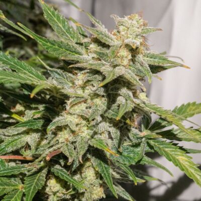 SFV OG Auto Dutch Passion Seeds