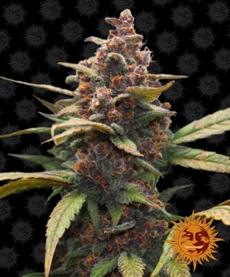 Ayahuasca Purple Barneys Farm Seeds