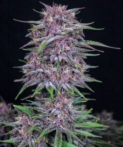 Banana Purple Punch Auto — изображение 3