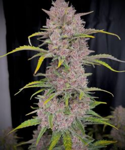 Banana Purple Punch Auto — изображение 4