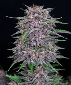 Banana Purple Punch Auto — изображение 5