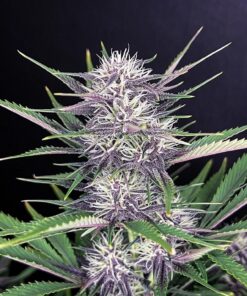 Banana Purple Punch Auto — изображение 6