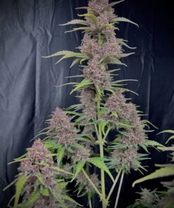 Banana Purple Punch Auto — изображение 7