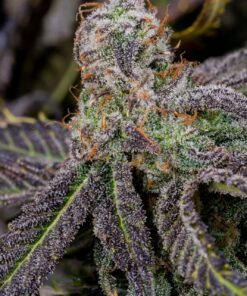 Banana Purple Punch Auto — изображение 8