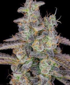 Banana Purple Punch Auto — изображение 9