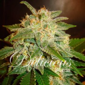 La Bella Afrodita Auto Delicious Seeds