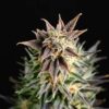 Big Band Kannabia Seeds