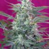 Big Foot Sweet Seeds