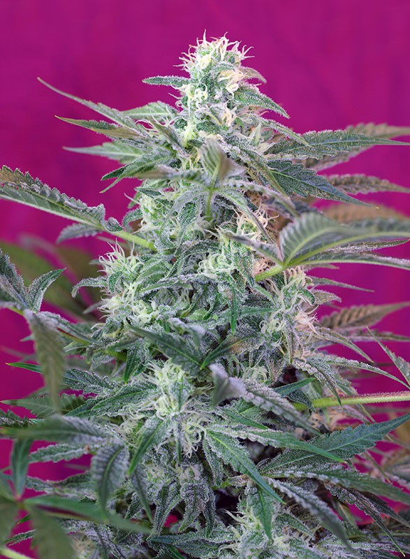 Big Foot Sweet Seeds