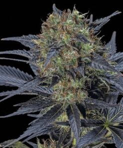 Black Lebanon SuperSativaSeedClub
