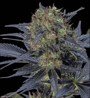 Black Lebanon SuperSativaSeedClub
