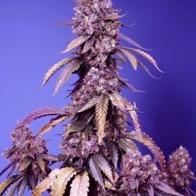 Black Muffin Fast Version F1 Sweet Seeds