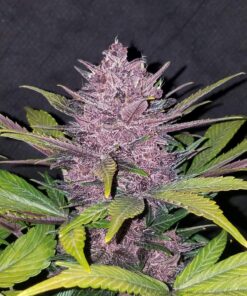 Blackberry Auto — изображение 11