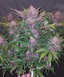Blackberry Auto — изображение 4