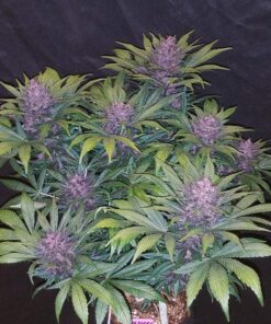 Blackberry Auto — изображение 5