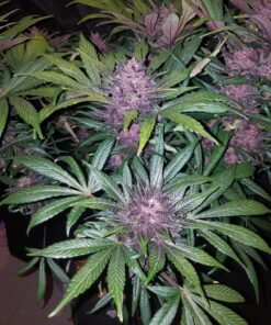 Blackberry Auto — изображение 6