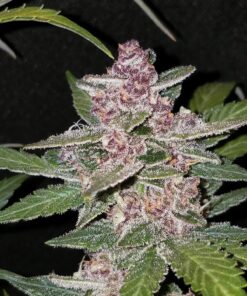 Blackberry Auto — изображение 9