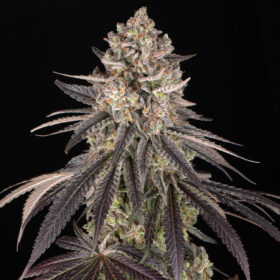 Blue Dream Barneys Farm Seeds