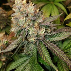 Blue Gelato Royal Queen Seeds