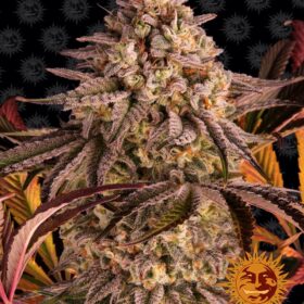 Blue Sunset Sherbert Barneys Farm Seeds