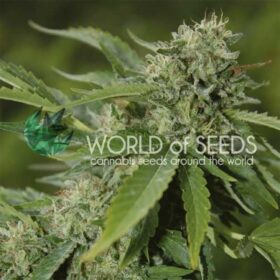 Brazil Amazonia WorldOfSeeds