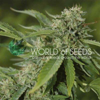Brazil Amazonia WorldOfSeeds