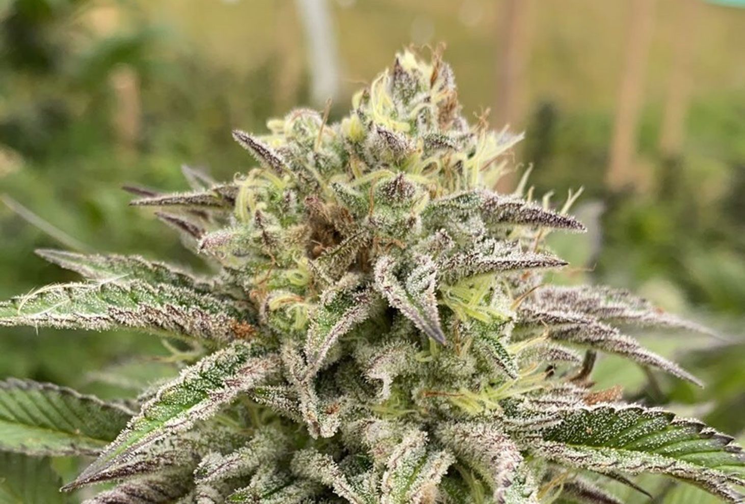 Break-up Cake Auto Kannabia Seeds