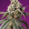 Bruce Banner Auto Sweet Seeds