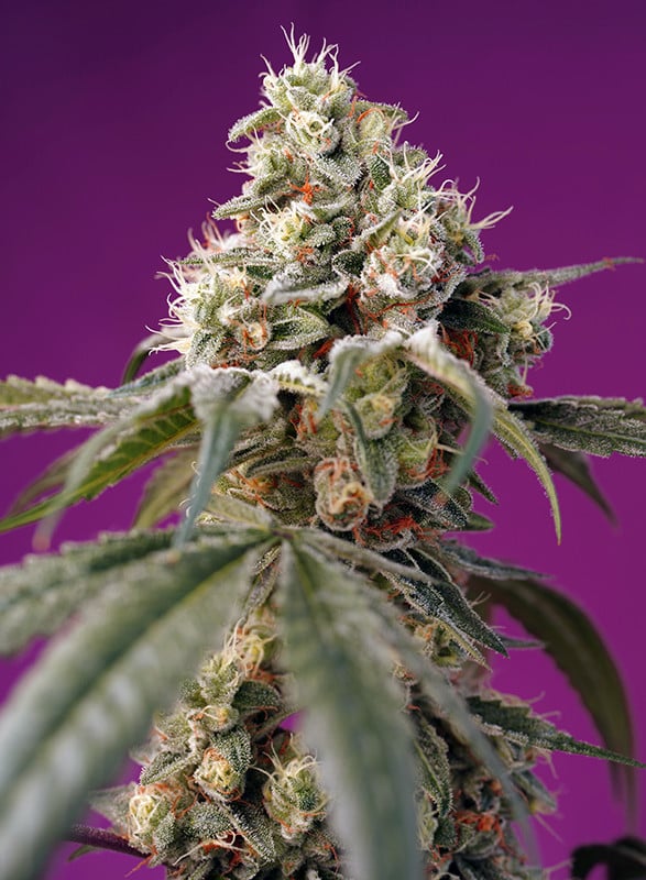Bruce Banner Auto Sweet Seeds