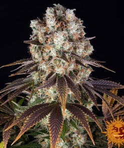 Bruce Banner — изображение 2