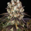 Bruce Banner Barneys Farm Seeds